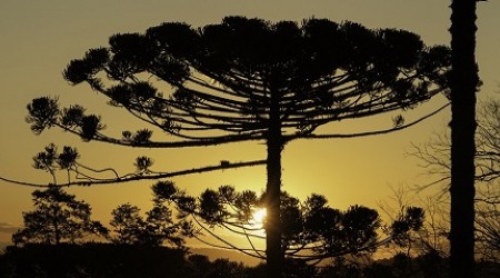Conferência em Campo Largo debate restauração, biodiversidade e proteção das águas